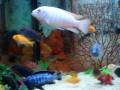 Malawi cichlids fish tank Galway