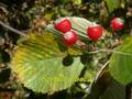 Salviamo l'abete nel Parco N. del Pollino Let's save the fir