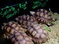 Rocky Mountain Reptile Expo Rocky Mountain Reptile Expo