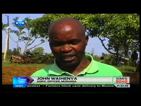 how to fertilize hyacinth