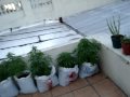 Plantas 18.11.09.MPG