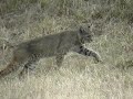 Bobcat - Lince Bobcat - Lince