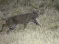 Bobcat - Lince