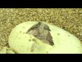 09-clutch-21-Platty-