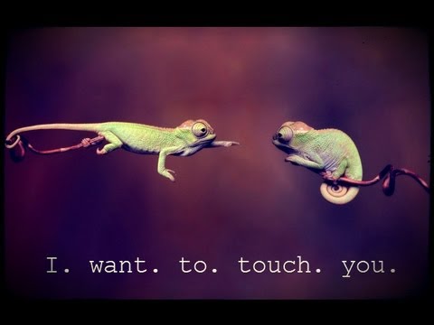 Chat (bird) - i do my response with my bird :)