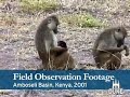 Baboon Dads Have Surprising Influences on Offspring