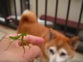 虫だらけ（ローズ＆柴犬りょう番外編）