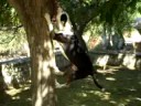 Ektoras playing