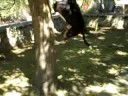 Ektoras playing