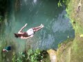 tree jumping into a pond