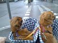 Kiba i Alka de passeig x Barcelona