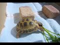 Re: russian tortoise feeding