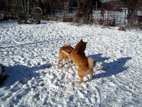 Finnish Spitz