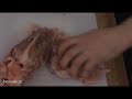 Howto Chicken Butcher from foodease.ca