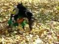 Boston Terrier Batman humps Robin's face