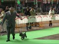 Exposici�n Nacional e Internacional Canina de Torrelavega