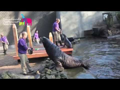 Zeeleeuwen spelen buiten bij de Blue Lagoon