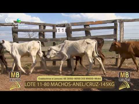 512� LEIL�O VIRTUAL MB LEIL�ES