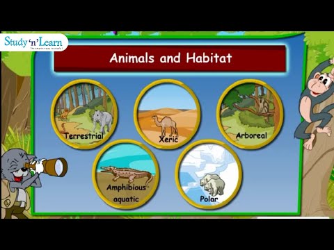 how to define adaptation