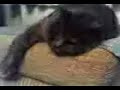 Snoring Cat Snoring Cat
