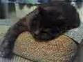 Snoring Cat