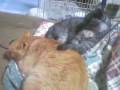 videos de コタツ大好き兄弟猫とチワワⅡ　Brother's cat and chihuahua