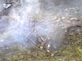 Firecrackers Firecrackers