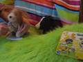 Webkinz Sing Al Stewart's Charlotte Corday