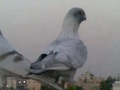 ���� ���� - ������