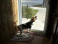 Willie Sees a Squirrel