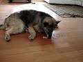 When you give a dog a bone - Scalawag