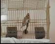 Saka 7 yas�nda A Goldfinch sings