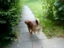 tricks2.wmv