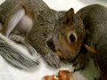 Baby Squirrel\
