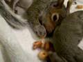 Baby Squirrel's First Cheerio