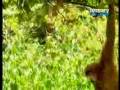 videos de Guts to do this ( monkey bashing tiger cub a very funny video)