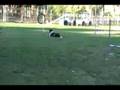 Beck and Trev speed circle