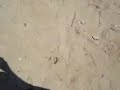 hotty girl beach boobs