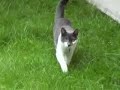 BRUTAL CAT ATTACKS, FATAL INJURYS