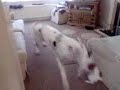 great dane