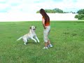Yellow Labrador puppies for sale in Florida