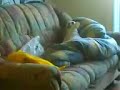Lollipop busar i soffan Lollipop busar i soffan