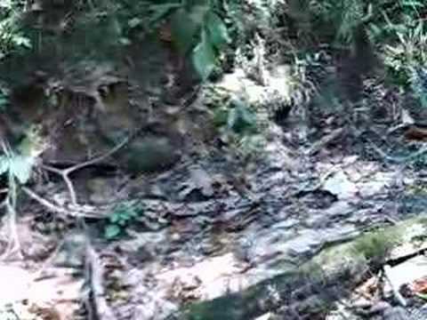 copperhead snake