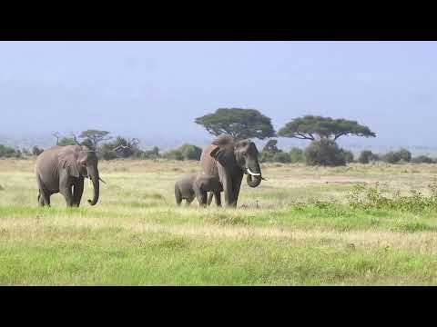 Amboseli National Park - Magnify Safaris