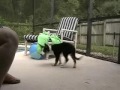 A Day in the Life of a 12 week old Border Collie Pup