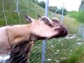 Psycho Geissli