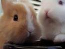 BUNNY CONCERT