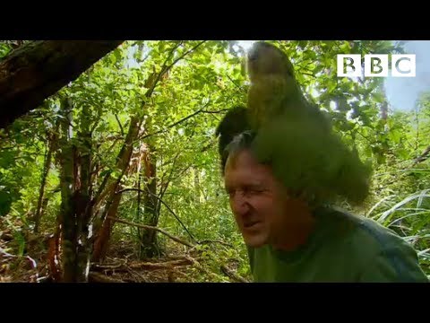 Shagged by a rare parrot – Last Chance To See – BBC Two