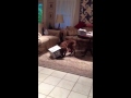 Click here to watch this video chase box.MOV