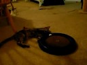 Glitter - Available for Adoption, The Cat Project, MI